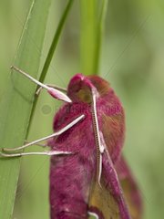 Small Elephant Hawk-moth on blade of grass - France