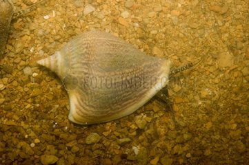 Dog Conch snail on sand New Caledonia
