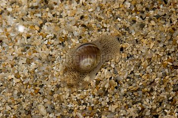 Moon Snail on sand New Caledonia