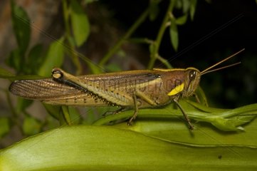 Orthoptera in rainforest French Guiana