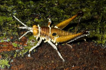 Orthoptera rainforest in French Guiana