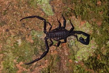 Amazon Scorpion in rainforest French Guiana