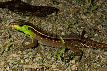 Striped Forest Whiptail in rainforest French Guiana