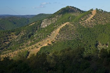 Landscape of the Sierra de Cardena y Montoro NP Andalusia