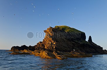 Illa Grossa at dawn Columbretes Islands NP Spain