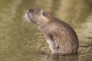 Coypu scratching his belly when grooming in water