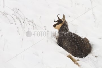 Chamois with a broken horn lying in the snow Hohneck