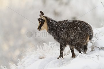 Young Chamois in the snow Hohneck