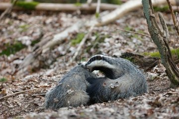 Badgers grooming Ardennes Belgium