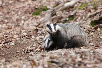 Badger female with its young undergrowth Ardennes Belgium