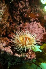 Fish-eating anemone