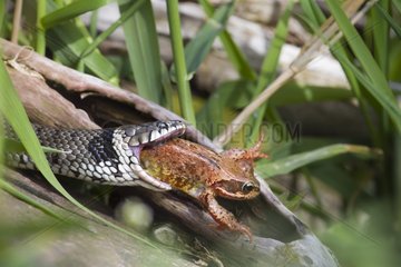 Grass snake swallowing an European frog France