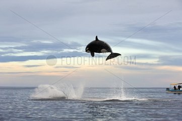 Orca attacking a Bottlenose dolphin - Gulf of California