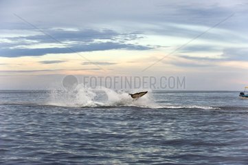 Orca attacking a Bottlenose dolphin - Gulf of California