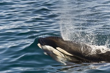 Orca attacking a Common dolphin - Gulf of California