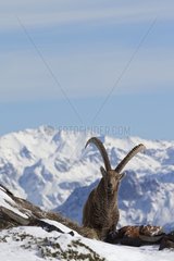 Ibex male in snow Switzerland