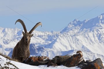 Ibex male in snow Switzerland