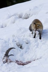 Red fox eating an Ibex in the snow