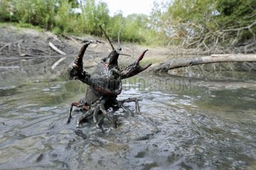Red Swamp crawfish in mud Prairie du Fouzon France