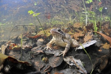 Grass Frog in water Prairie du Fouzon France