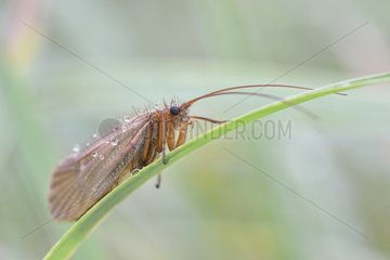 Caddisfly on a blade of grass Prairie du Fouzon France