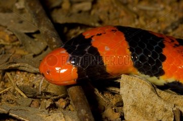 Portrait of False Coral Snake French Guiana