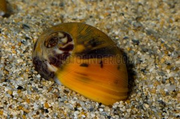 Spider Moon Snail on sand New Caledonia