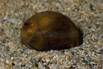 Solid Moon Snail on sand New Caledonia