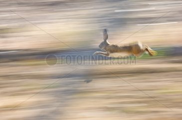 European Hare running Extremadura Spain
