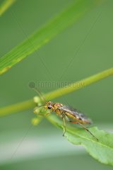 Sawfly on a sheet Normandy France