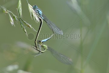 Blue-tailed Demoiselle mating Normandy France