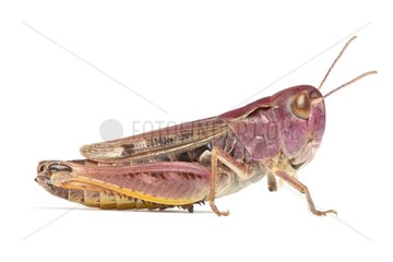 Black-spotted Grasshopper on white background