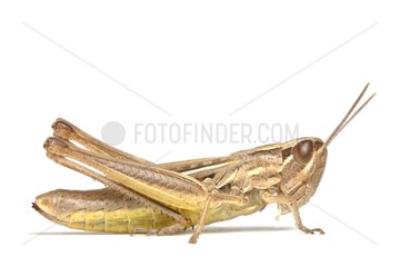 Sharp-tailed Grasshopper on white background