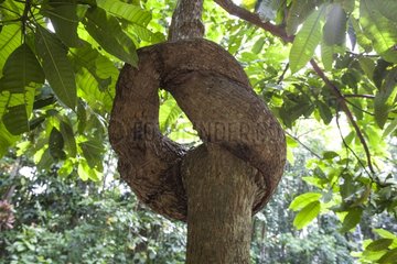 Trunk knot undergrowth North peninsula Sulawesi