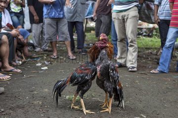 Cocks fighting Sulawesi Indonesia