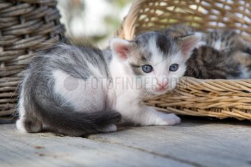 Tabby and white kitten and wicker baskets on a table