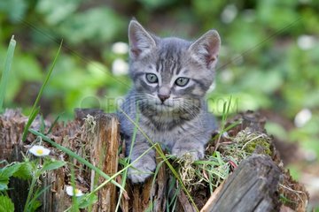 Gray tabby kitten in a strain France