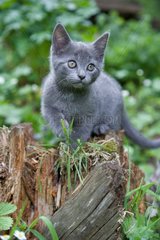 Gray kitten on a tree stump France
