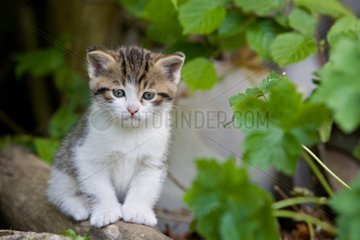 Tabby and white kitten on a branch France