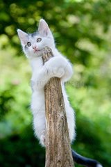 Tabby and white kitten on a branch France