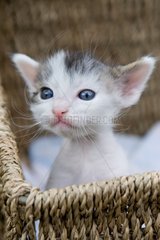Tabby and white kitten in a basket France