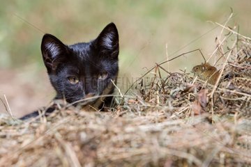 Black Kitten observing a Bank Vole in the hay France