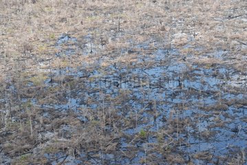 Aerial burned lowland swamp forest Borneo