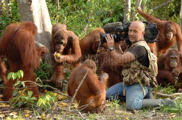 Wildlife moviemaker filming Orangutans Borneo island