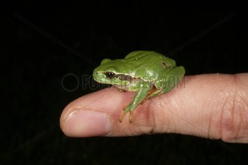 Young tree frog on a finger