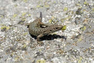 Bedriaga rock lizard eating a Bug Vergio pass Corsica