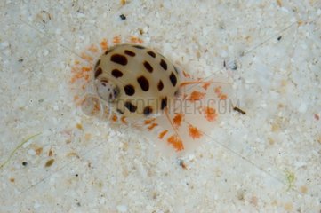 China Moon Snail on sand Ouemo New Caledonia