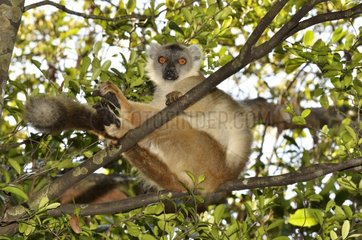 Female hybrid Lemur on branch Ankanin'ny Nofy Madagascar
