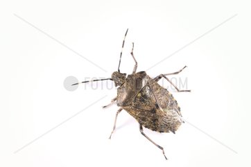 Shield Bug on white background