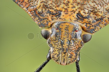 Portrait of Shield Bug